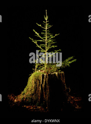 Tannenbaum, der verfallenden Baumstumpf. Stockfoto