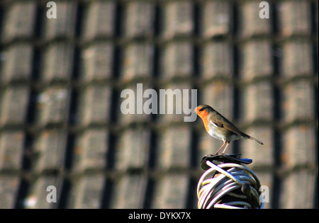 Robin auf der Wäscheleine mit Dach im Hintergrund Stockfoto