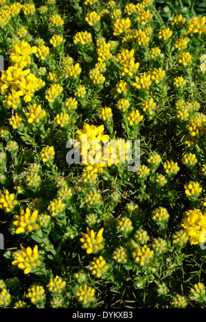 Genista Hispanica (spanische Ginster) in Blüte Stockfoto