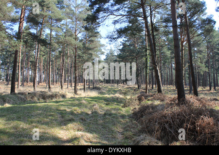 Kiefer-Wald in Sloden Einzäunung, New Forest National Park, in der Nähe von Fritham, Hampshire, UK Stockfoto