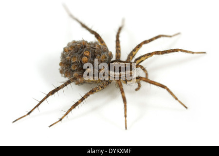 Weibliche Pardosa Monticola Spinne, Teil der Familie Lycosidae - Wolf Spinnen. Die Jungspinnen auf seinen Rücken zu tragen. Stockfoto
