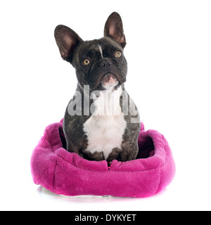Porträt von eine reinrassige französische Bulldogge vor weißem Hintergrund Stockfoto