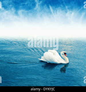 Höckerschwan (Cygnus Olor) schwimmt auf der Oberfläche eines Sees. Stockfoto