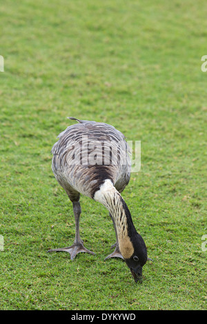 Nene Hawaiian Goose (Branta sandvicensis) Beweidung auf Gras Stockfoto