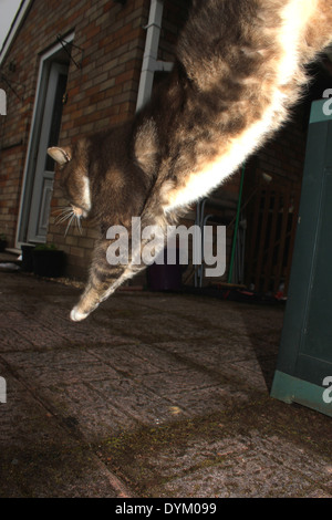 Tabby Katze springen in Richtung Hintertür Stockfoto