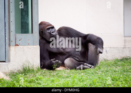 Eine männliche Flachlandgorilla (Gorilla Gorilla Gorilla) sitzen entspannt, der Lincoln Park Zoo in Chicago, Illinois. Stockfoto