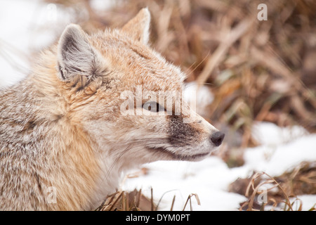 Ein Porträt von einem Swift-Fuchs (Vulpes Velox) im späteren Winter.  Saskatoon-Forstwirtschaft-Bauernhof-Park und Zoo in Saskatoon, Kanada. Stockfoto