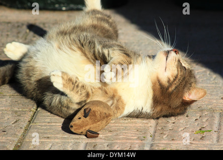 Tabby Katze spielt mit Spielzeug-Maus Stockfoto