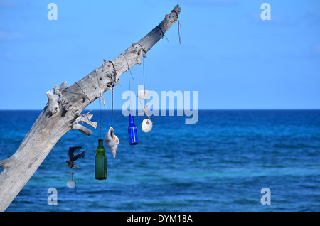 Flaschen auf Ast mit Muscheln Stockfoto