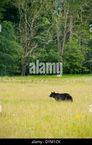 Schwarzer Bär auf einem Feld am Tennessee Cades Cove Great Smoky Mountains National Park Stockfoto