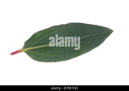 süßer Lorbeer (Laurus Nobilis), einzelne verlassen. Stockfoto