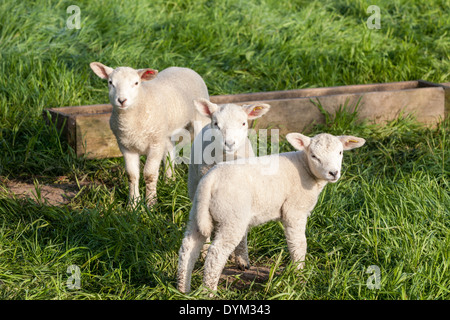 Drei Lamm Aufenthalt und schaut sich um in der Nähe von einem hölzernen cratch Stockfoto