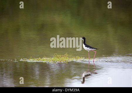 Hawaiian Slip (Himantopus mexicanus knudseni), eine hawaiianische Unterart der Schwarzhalsstelze in einem Teich auf Kauai Stockfoto