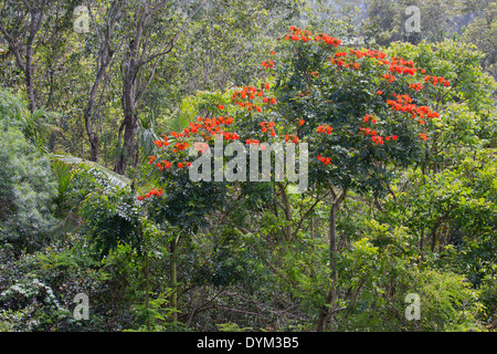 Afrikanischer Tulpenbaum (Spathodea campanula) im hawaiianischen Regenwald, Princeville, Kauai, Hawaii, USA Stockfoto