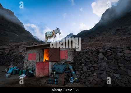 Ein Esel auf einem Dach im Atlasgebirge in Marokko, Afrika Stockfoto