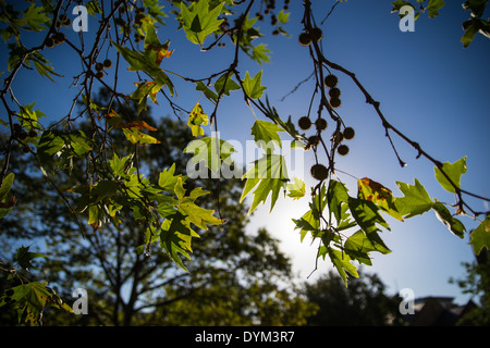 Ahornblätter in University of Melbourne, Victoria, Australien im April Herbstsaison für Downunder. Stockfoto