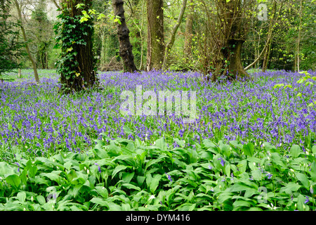 Bluebells (Endymion non-skriptingunterbrechung) & Bärlauch (Allium ursinum) an Saltwells Holz LNR, Brierley Hill, West Midlands, UK Stockfoto