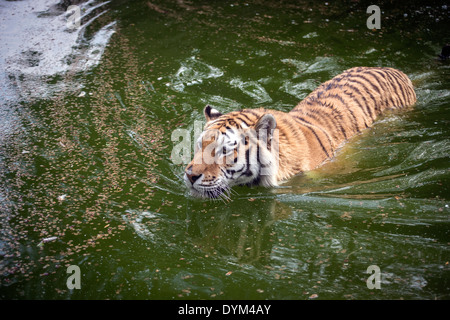 Weibliche (Sibirien) Amur-Tiger, die nehmen ein erfrischendes Bad in einem pool Stockfoto