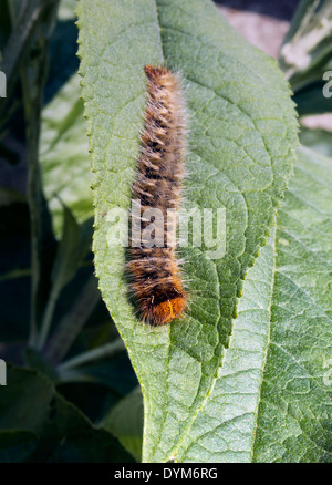 Eiche Eggar Falter Raupe Lasiocampa quercus Stockfoto