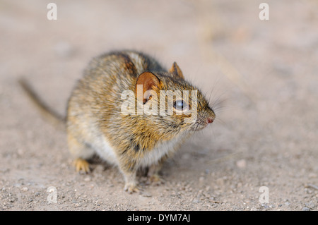 Vier gestreifte Gras Maus (Rhabdomys pumilio), auf unbefestigten Boden, Nahaufnahme, Addo National Park, Eastern Cape, Südafrika, Afrika Stockfoto