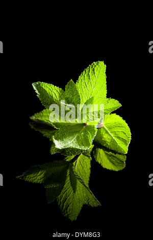 Frische Pfefferminze Kraut auf schwarzem Hintergrund isoliert. Aromatische gesunde Küchenkräuter. Stockfoto