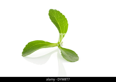 Stevia Rebaudiana Blatt isoliert auf weißem Hintergrund. Kulinarischen Alternativen Zucker Ersatz. Gesunder Süßstoff. Stockfoto