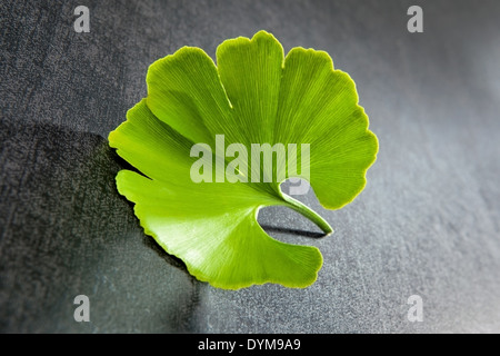 Frische Ginkgo-Blatt auf schwarzem Hintergrund isoliert. Alternative Medizin. Stockfoto