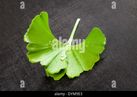 Frische Ginkgo-Blatt mit Wasser tropft auf schwarzem Hintergrund. Natürliche gesunde Nahrungsergänzung. Stockfoto