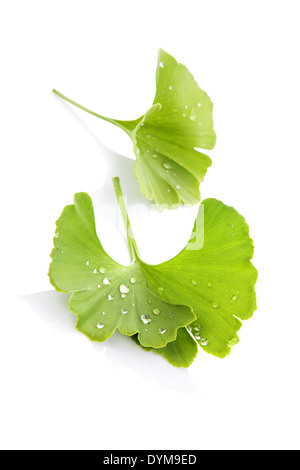 Ginkgo Biloba Blatt mit Wasser Tropfen isolierten auf weißen Hintergrund mit Reflexion. Alternative Medizin-Konzept. Stockfoto