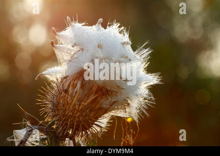 Milk Thistle (Silybum Marianum), Früchte, Samen, im Gegenlicht mit Morgentau, Strohauser Plate, Niedersachsen, Deutschland Stockfoto