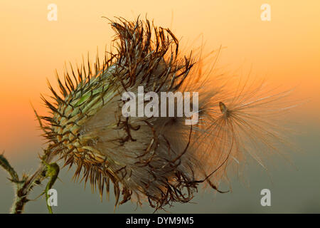 Milk Thistle (Silybum Marianum), Früchte, Samen, im Gegenlicht mit Morgentau, Strohauser Plate, Niedersachsen, Deutschland Stockfoto