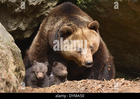 Europäischer Braunbär (Ursus Arctos) Mutter mit jungen, 3 Monate, Gefangenschaft, tierischen Gehäuse, Nationalpark Bayerischer Wald, Bayern Stockfoto