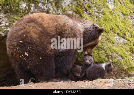 Europäischer Braunbär (Ursus Arctos) Mutter mit jungen, 3 Monate, Gefangenschaft, tierischen Gehäuse, Nationalpark Bayerischer Wald, Bayern Stockfoto