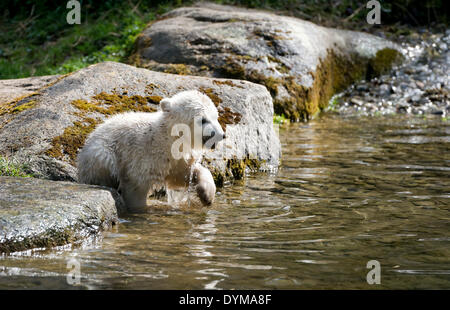 Eisbär (Ursus Maritimus), Jungtier Nela, 17 Wochen spielen in das Gehäuse des Hellabrunn Zoo, München, Bayern, Oberbayern Stockfoto