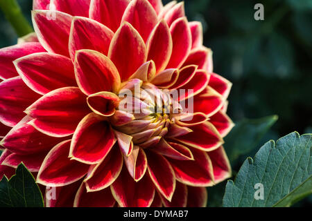 Rote und gelbe Dahlie (Dahlia), Deutschland Stockfoto