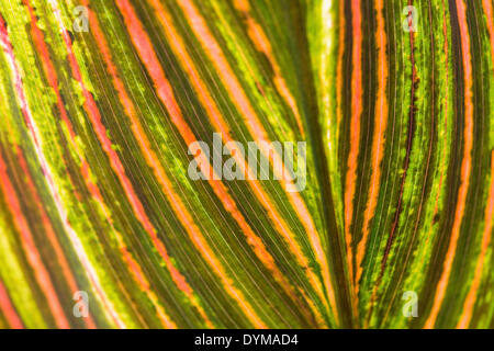 Garten-Croton oder bunte Kroton (Codiaeum Variegatum), Blatt von unten, Blattstruktur, Detailansicht Stockfoto