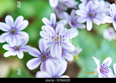 Weiß-lila Leberblümchen oder Lebermoos (Leberblümchen), Sorte, Nahaufnahme Stockfoto