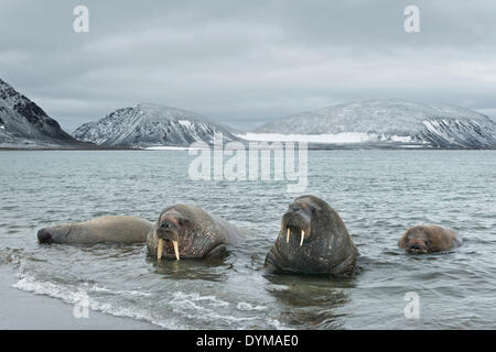 Walrosse (Odobenus Rosmarus), liegen im Wasser auf den Strand von Phippsøya, Sjuøyane, Svalbard Inselarchipel Stockfoto