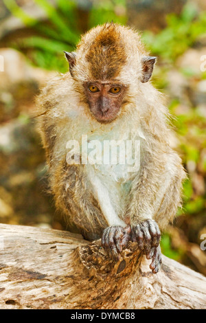 Junge Krabbe-Essen oder Long-tailed Macaque Affen, nass vom Bad im Fluss; Nationalpark, Pangandaran, West-Java, Java, Indonesien Stockfoto