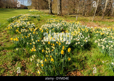 NARZISSEN UND BÄUME IM FRÜHLING BRODIE CASTLE GARDENS SCHOTTLAND Stockfoto