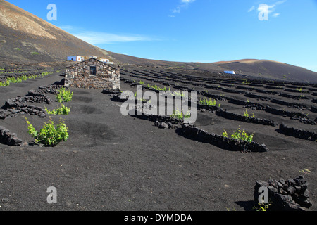 Wein-Tal von La Geria - Lanzarote, Reben sind in Vulkanasche, Kanarischen Inseln angebaut. Stockfoto