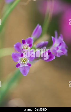 Allium Crispum. Gekräuselte Zwiebel. Wildzwiebel Blume Stockfoto