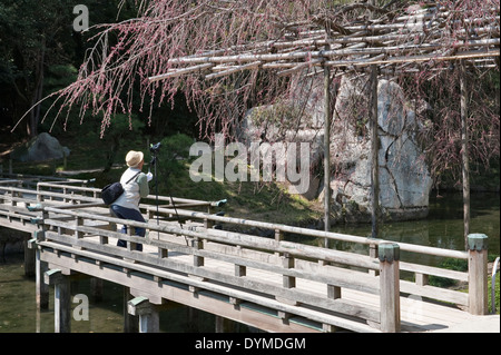 Okayama, Japan. Kirschblüte auf der alten Holzbrücke in der berühmten Garten Koraku-En fotografieren Stockfoto