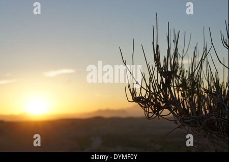 Sonnenaufgang hinter den Bergen und Ocotillo Pflanze im Big Bend National Park, Terlingua (Texas) Stockfoto