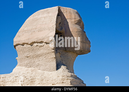 Das Profil der Sphinx in El Giza Plateau, Cairo. Stockfoto