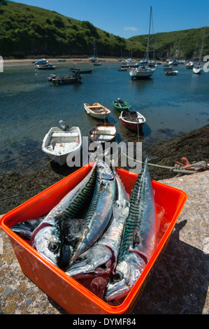 Frisch Fisch Makrele Meer Solva Hafen, Pembrokeshire, Wales Stockfoto