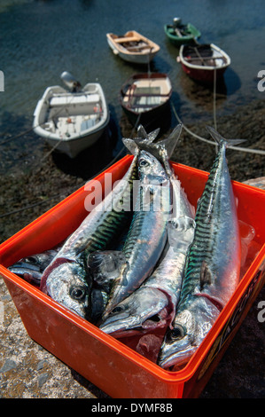 Frisch gefangen Makrele in einer Box am Solva Hafen, Pembrokeshire, Wales. Cymru. Stockfoto