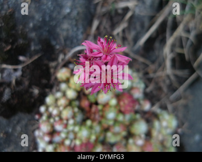 Gemeinsamen Hauswurz, Sempervivum Tectorum. Blühende Pflanze in der Familie Crassulaceae, in den Bergen von Südeuropa heimisch. Stockfoto