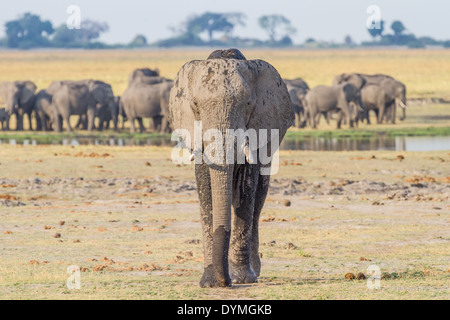 Ein einsamer Stier afrikanischer Elefant (Loxodonta Africana) geht weg von einer Herde an einem Wasserloch zu trinken Stockfoto