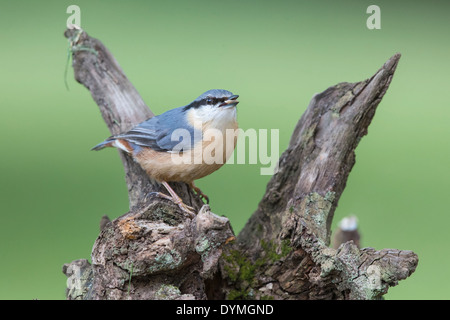 Erwachsenen eurasische Kleiber (Sitta Europaea) stehend auf einem einen Baumstumpf mit einem Samen im Schnabel Stockfoto